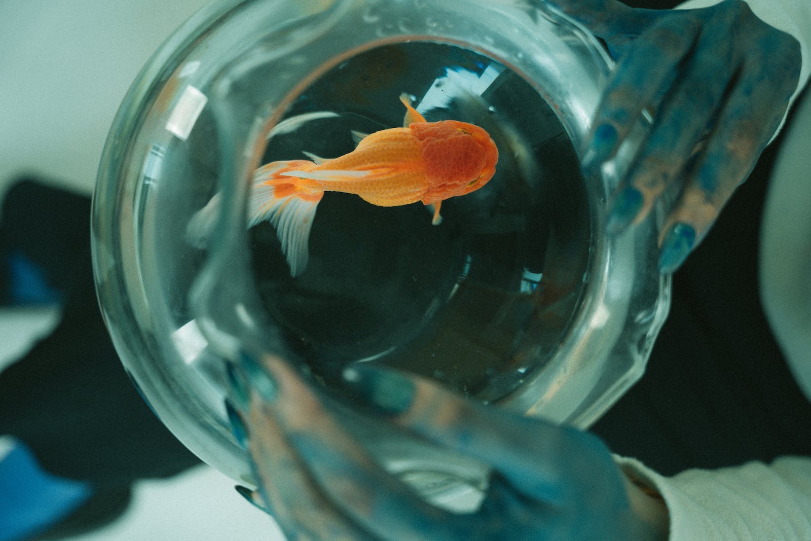 魚缸能放在陽臺上嗎？ 家庭魚缸的最佳擺放位置圖