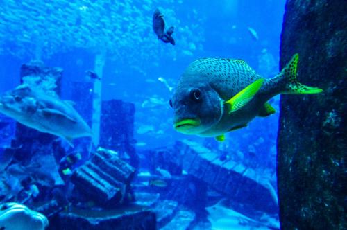 家里養魚也是有一些風水禁忌的 家里養魚風水好 招財 身體好