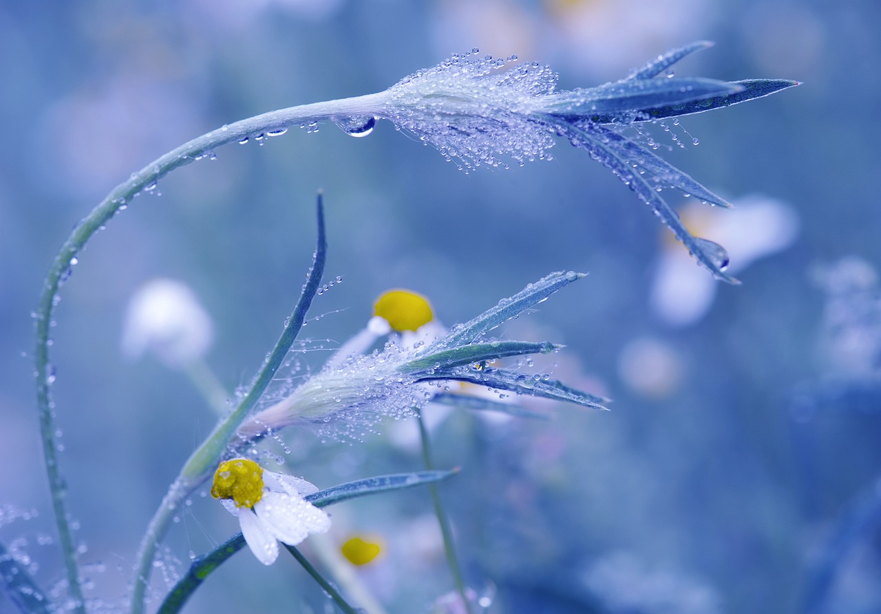 梅花風水上有什么說法 梅花風水好嗎