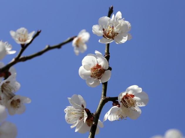 2024龍年3月份嫁娶最吉利日期 好日子一覽表