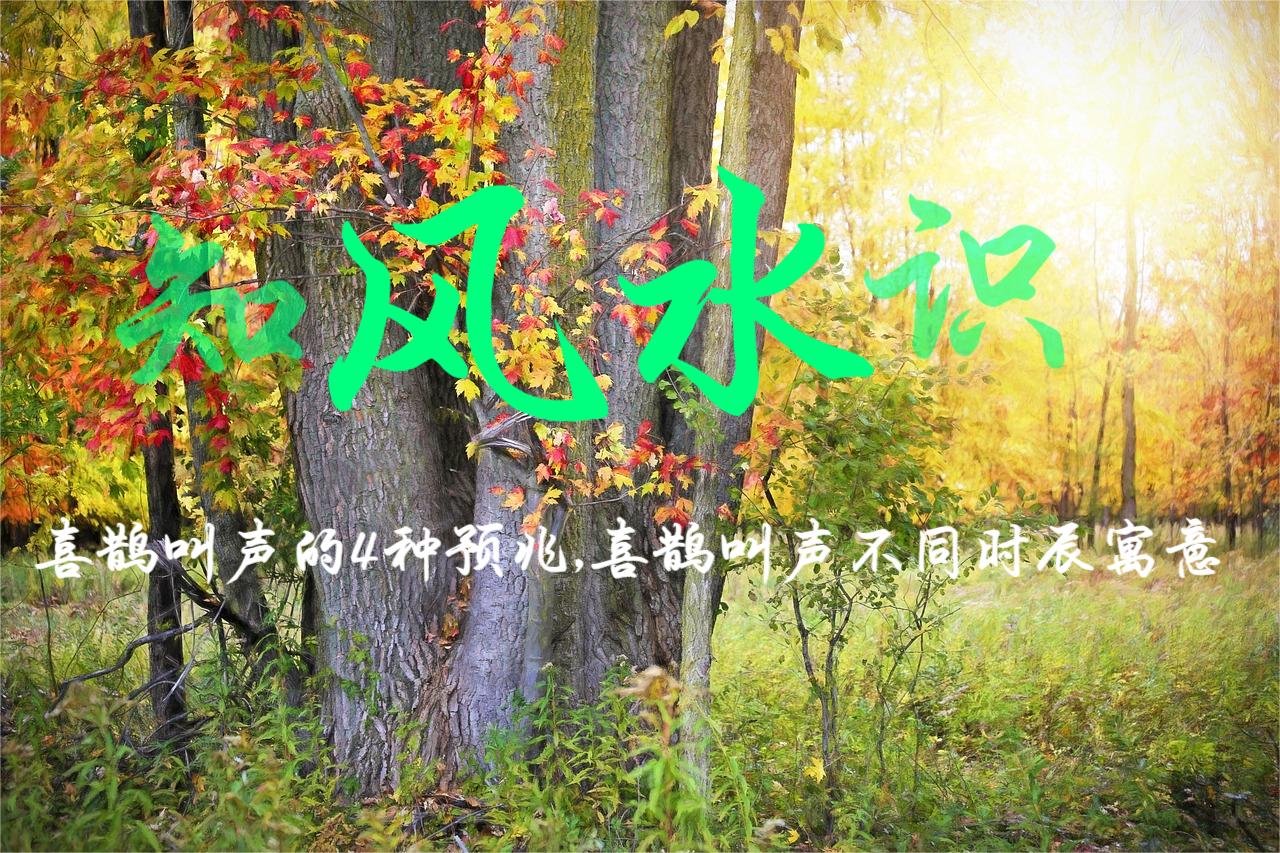 喜鵲叫聲的4種預(yù)兆,喜鵲叫聲不同時(shí)辰寓意