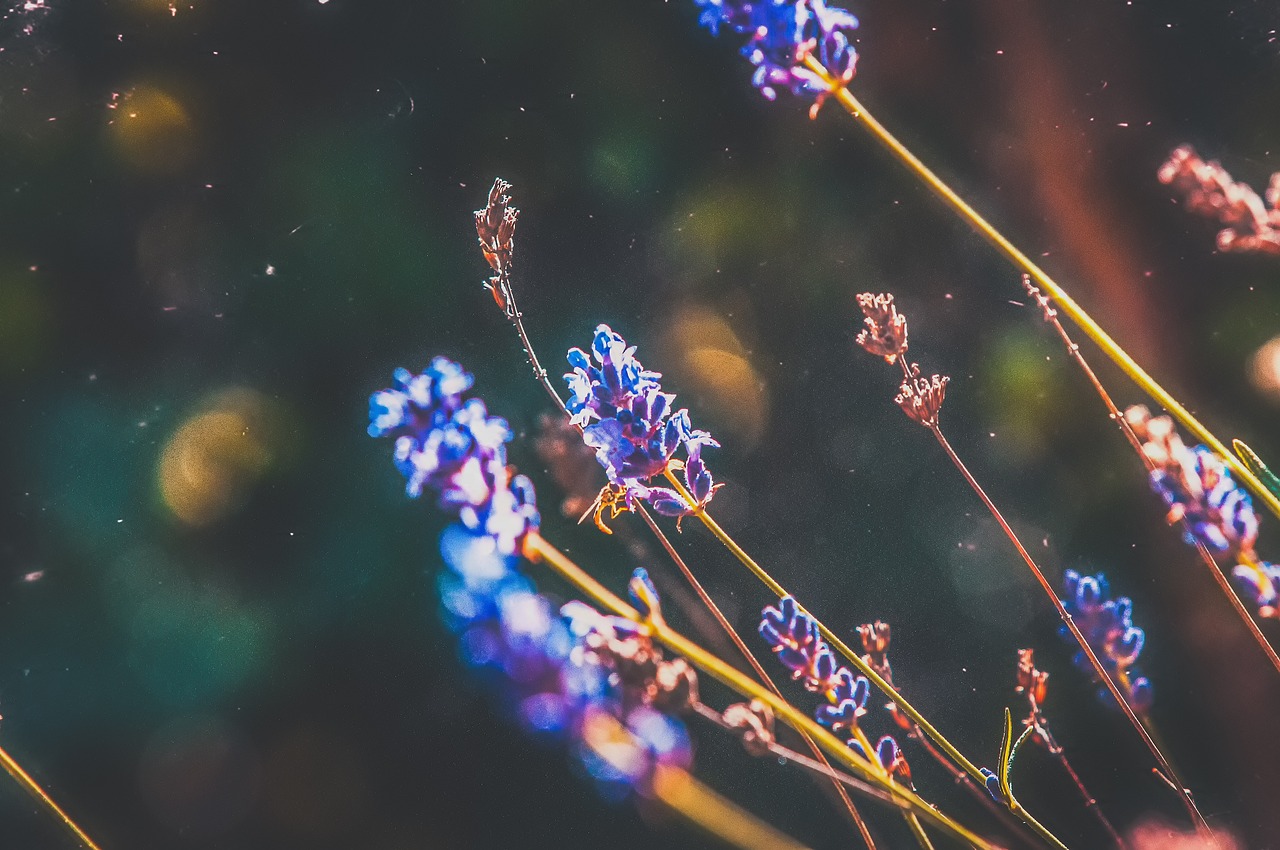 老板辦公室放什么綠植招財(cái)最好