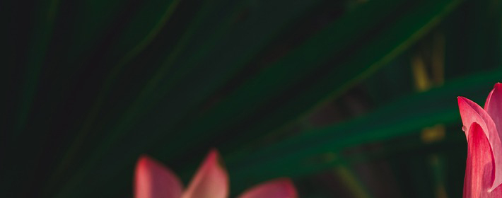 衛生間化煞厲害的植物 