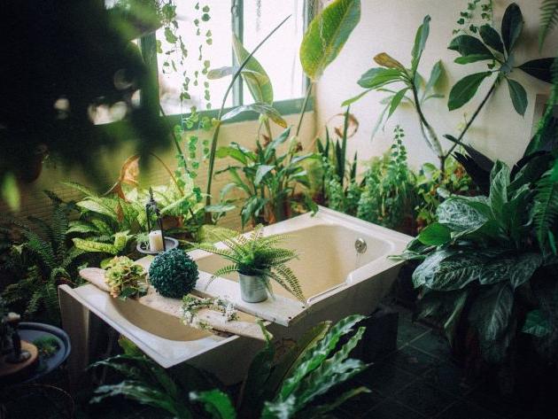 哪些植物象征招財納福 